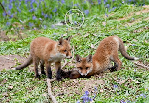 Red Fox Cubs 3 DM0256